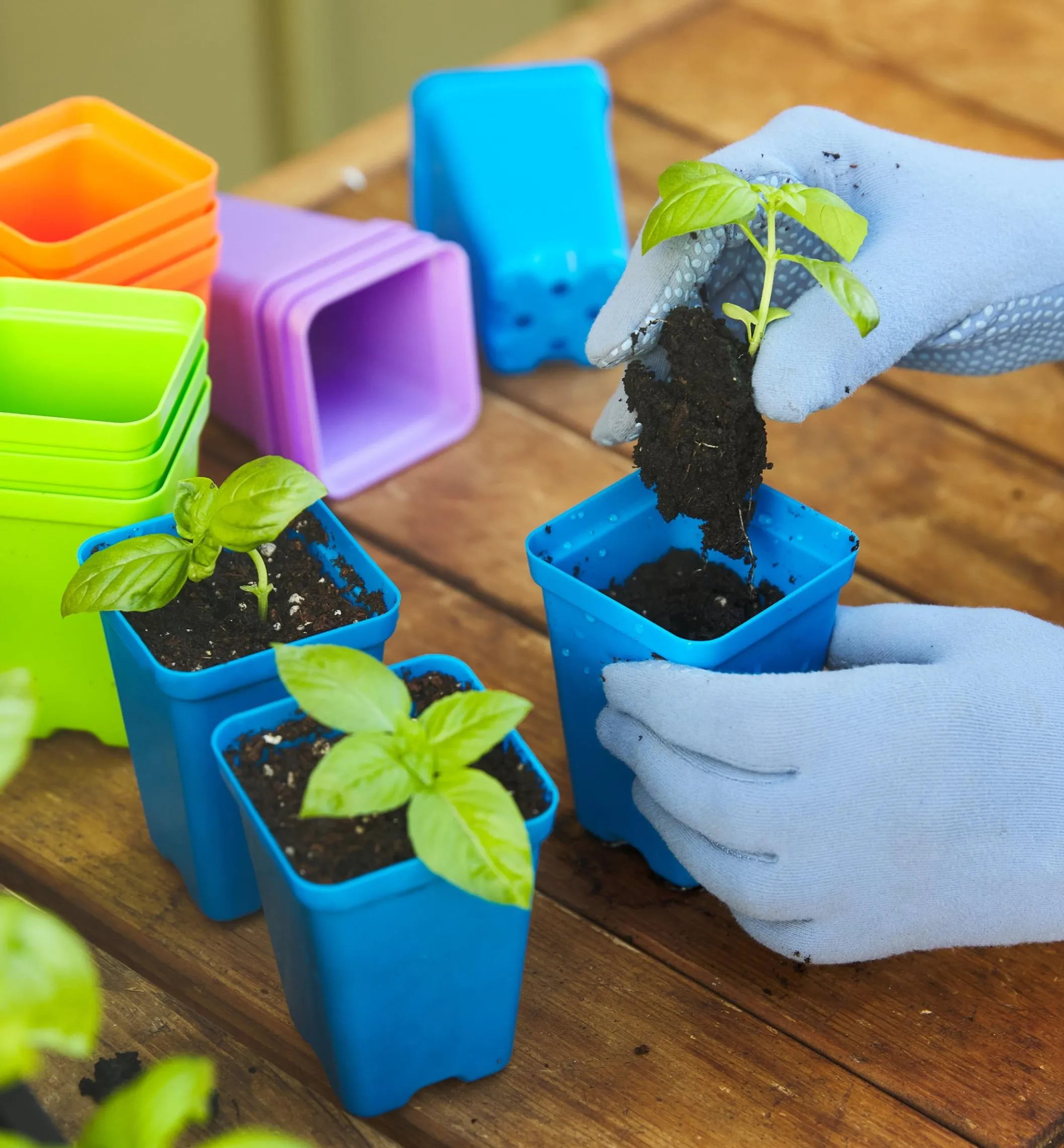 2 1/2" Multicolor Pots