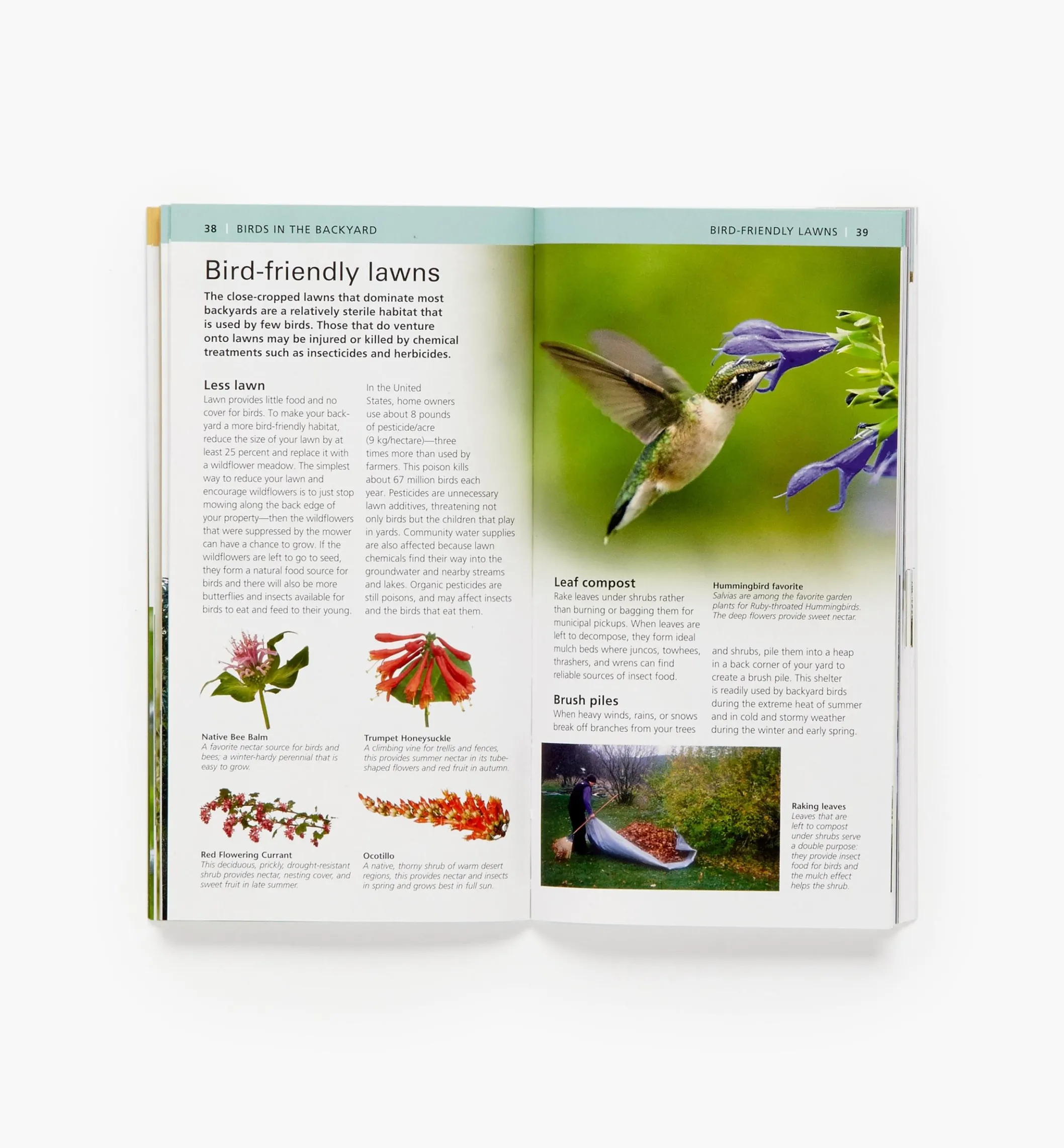 Audubon Pocket Backyard Birdwatch