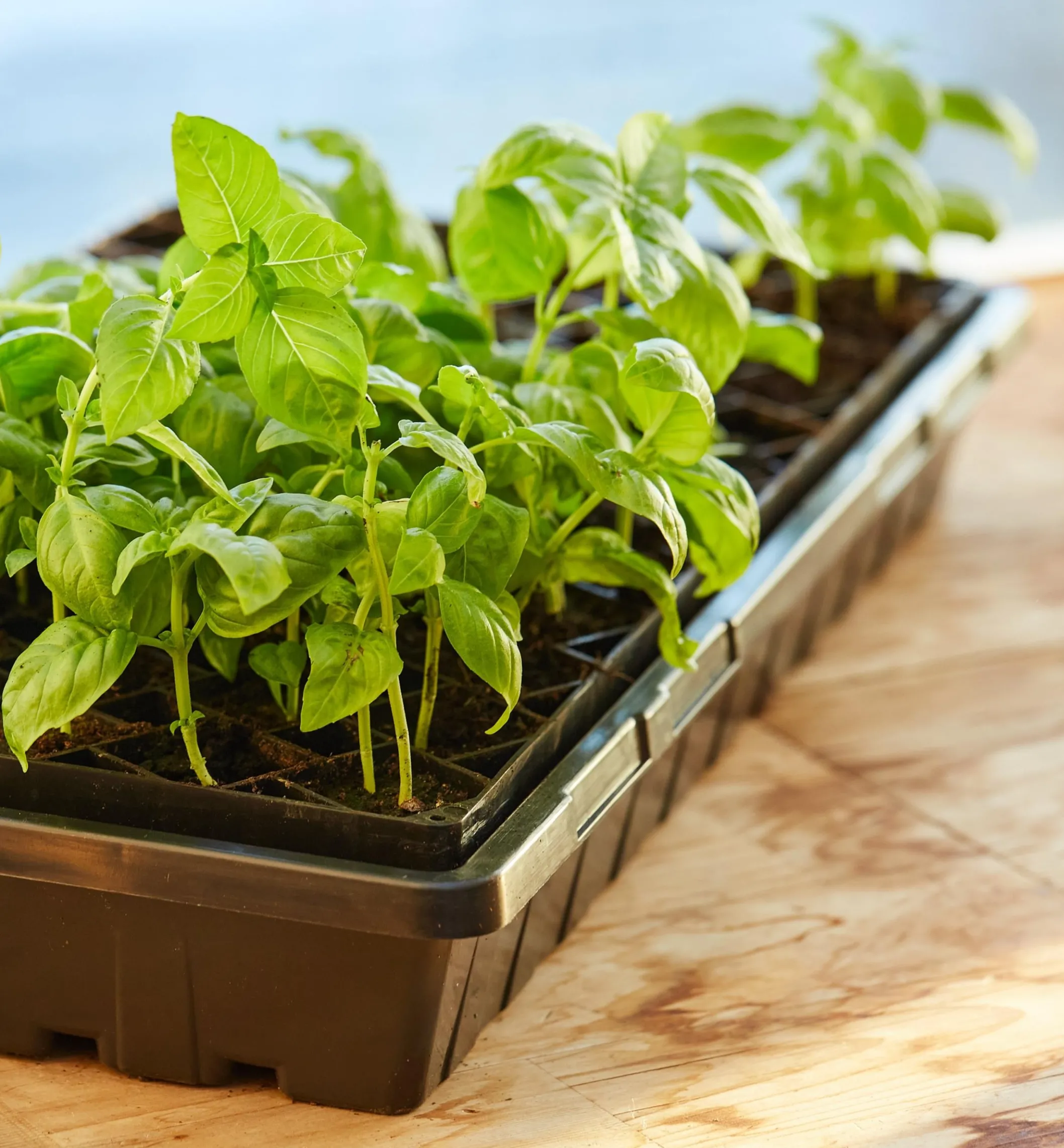 72-Cell Air-Pruning Seed Starter