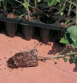 Deep-Root Seed Starters