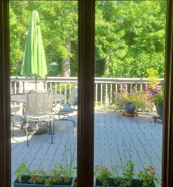 Feather Friendly Window Collision Tape