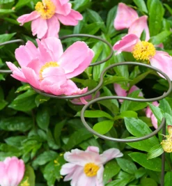 Five-Ring Grow-Through Stake