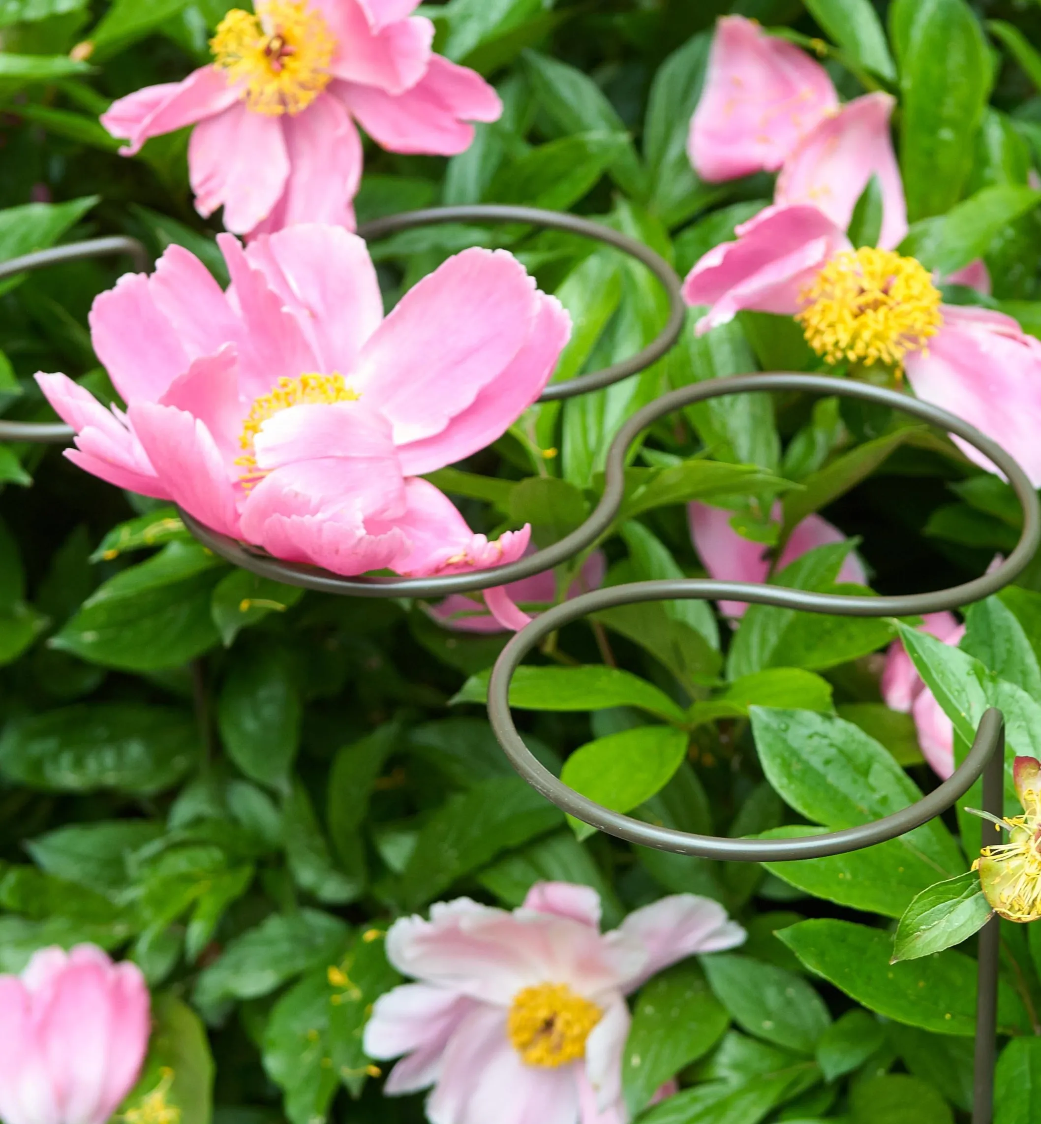 Five-Ring Grow-Through Stake