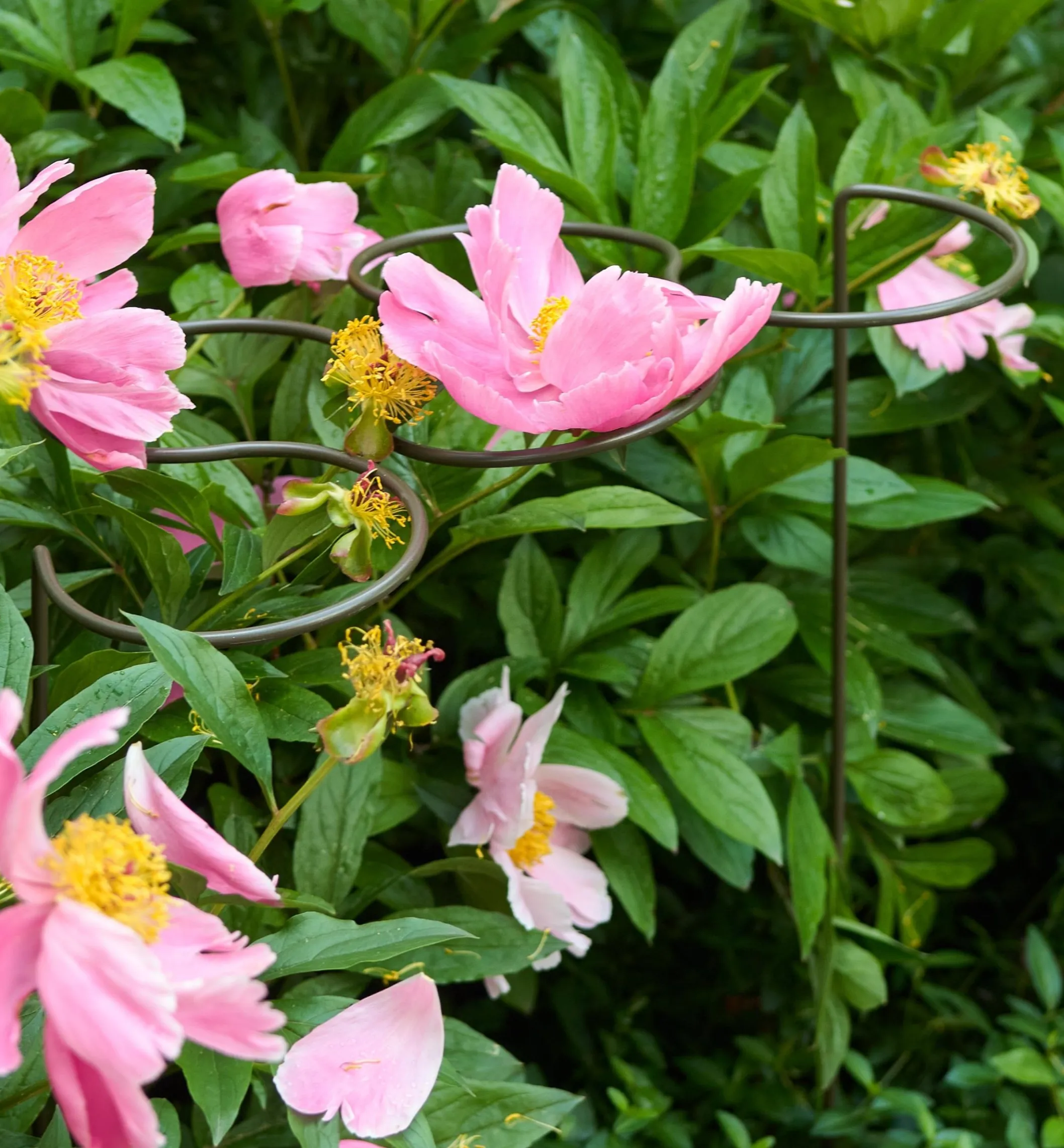 Five-Ring Grow-Through Stake