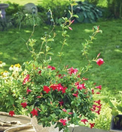 Flexible Garden Stake