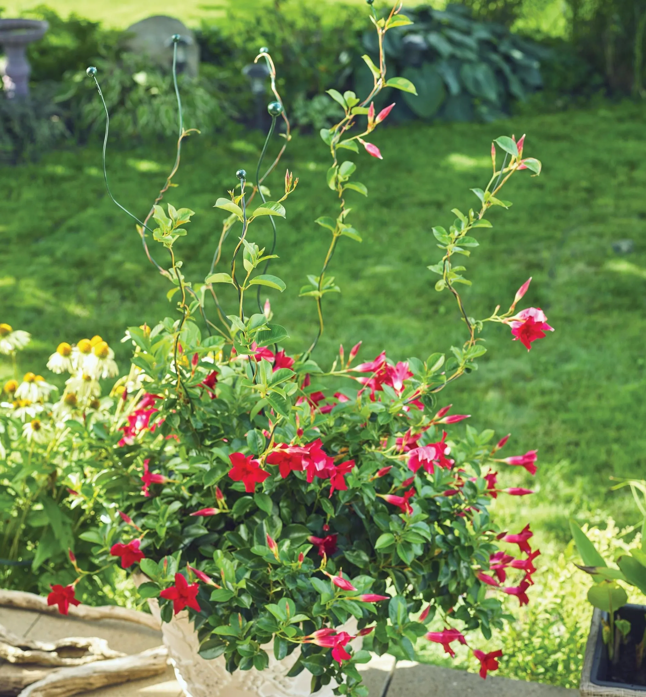 Flexible Garden Stake