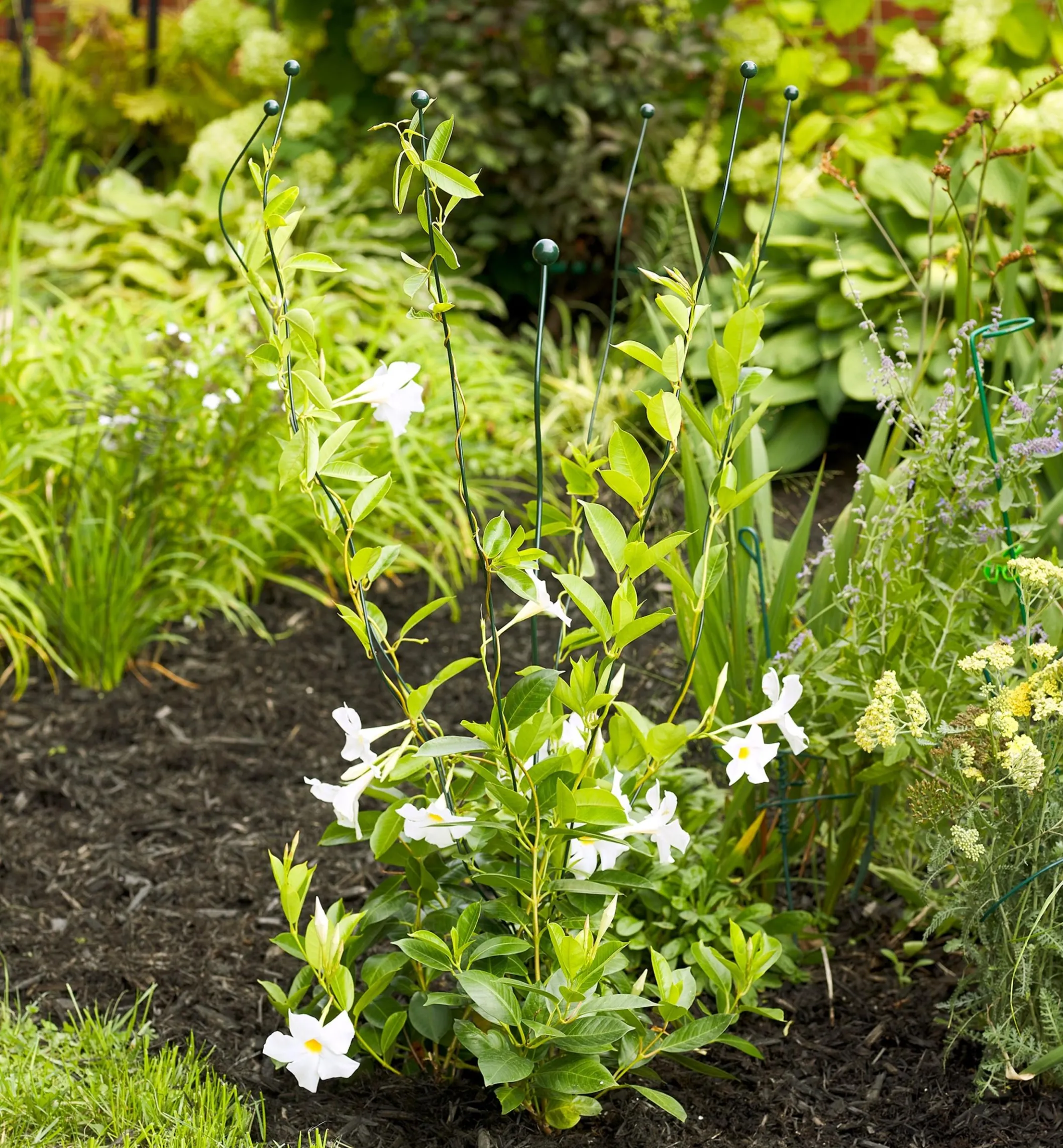 Flexible Garden Stake