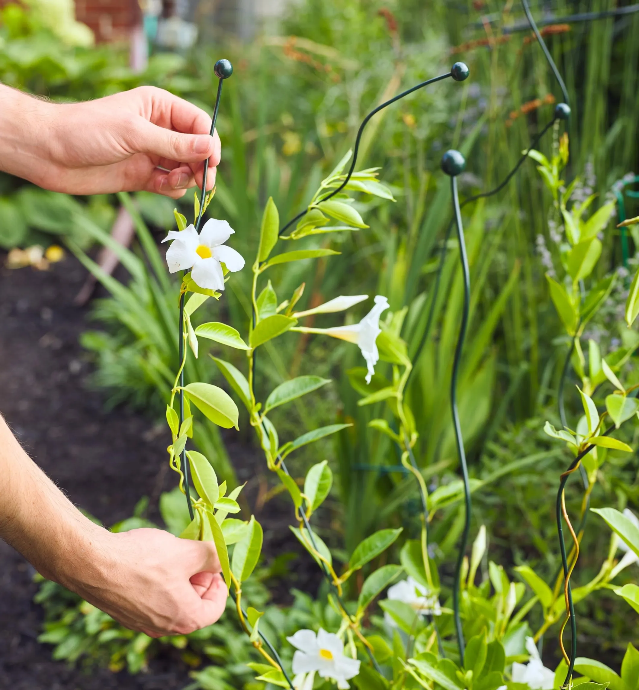 Flexible Garden Stake