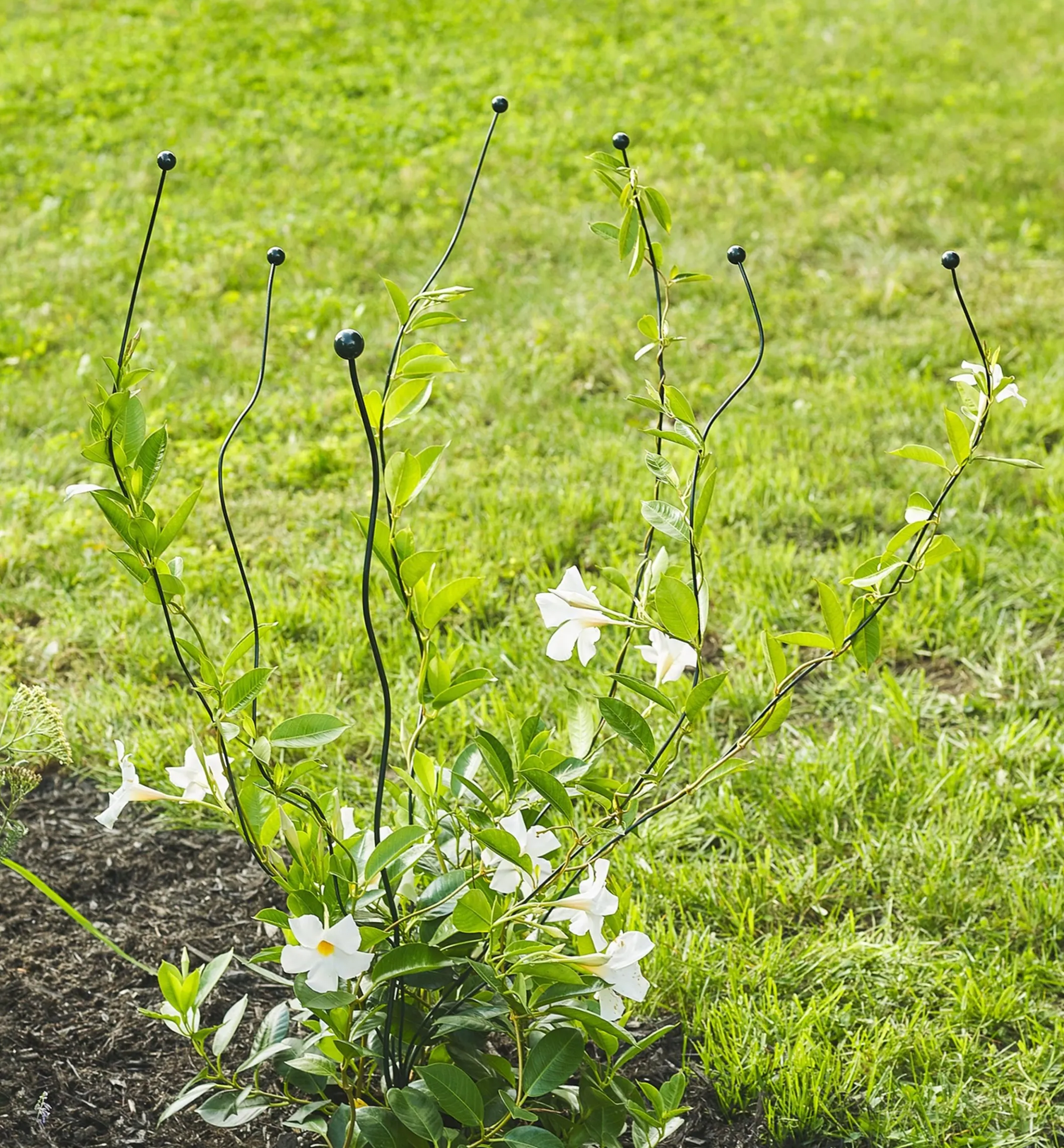 Flexible Garden Stake