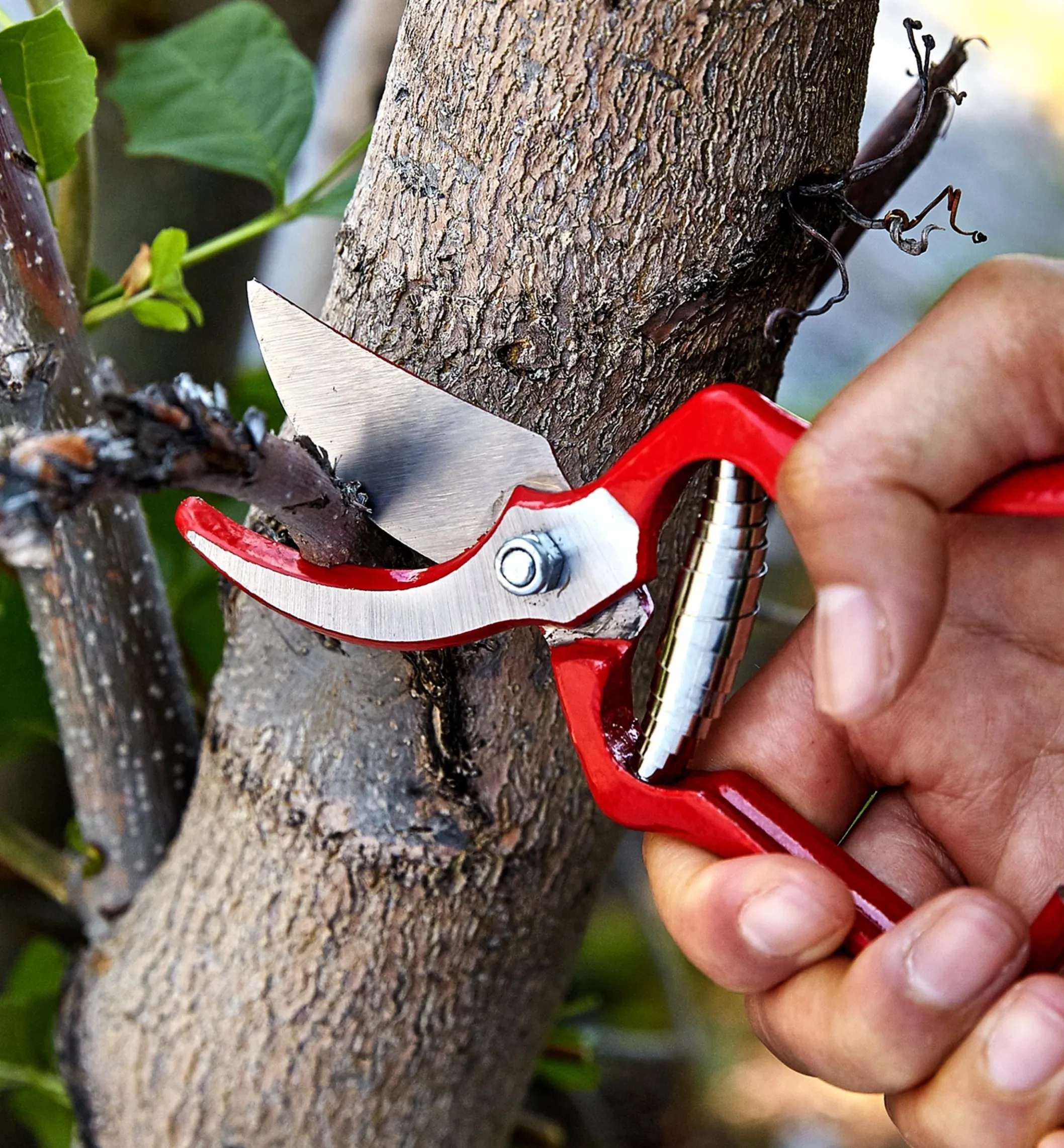 General-Purpose Pruner & Shears Set