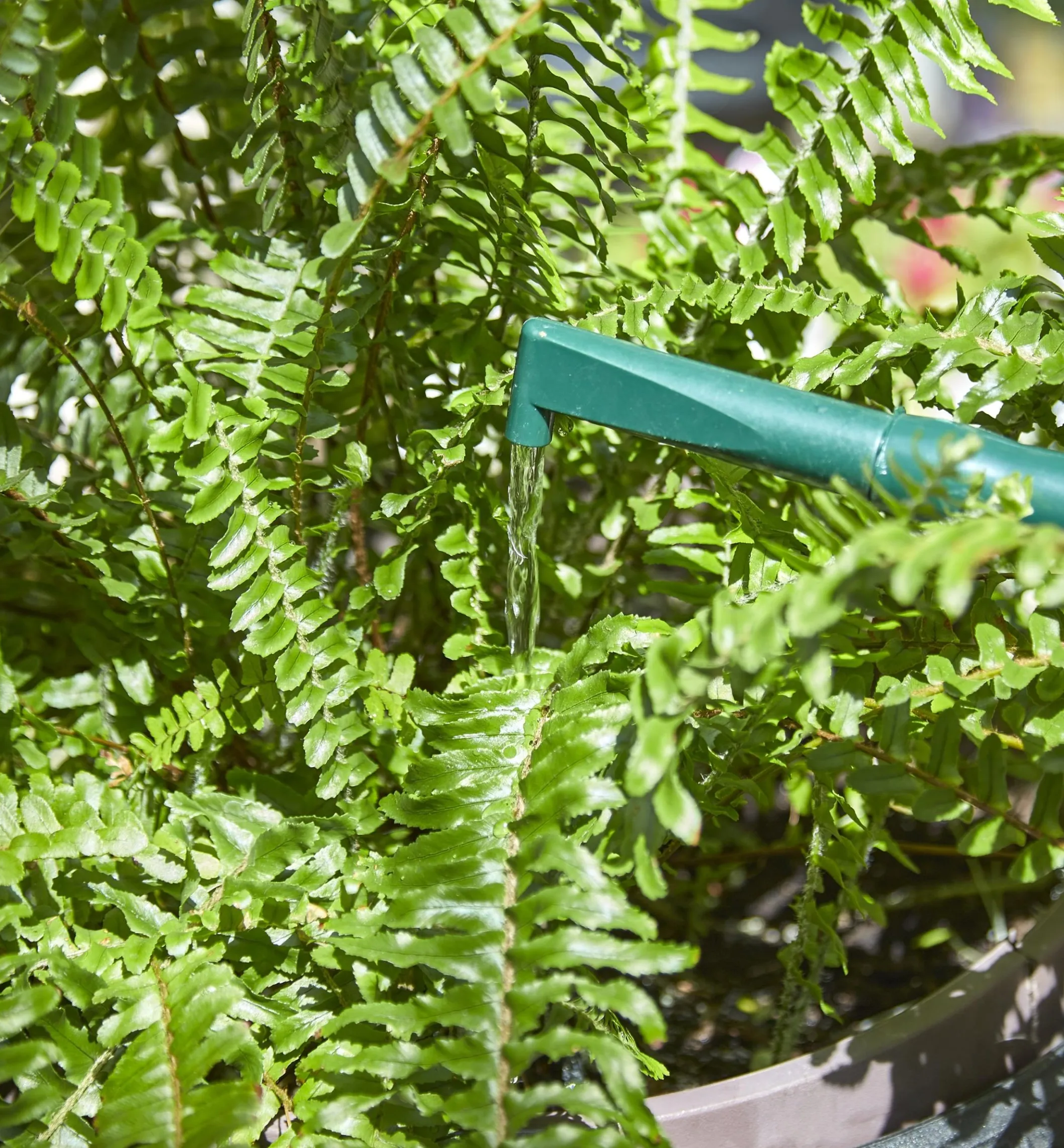 Haws Plastic Watering Can