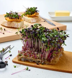 Hemp-Fiber Grow Mats