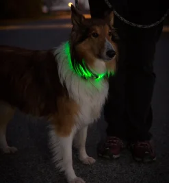 NiteHowl LED Pet Neckband