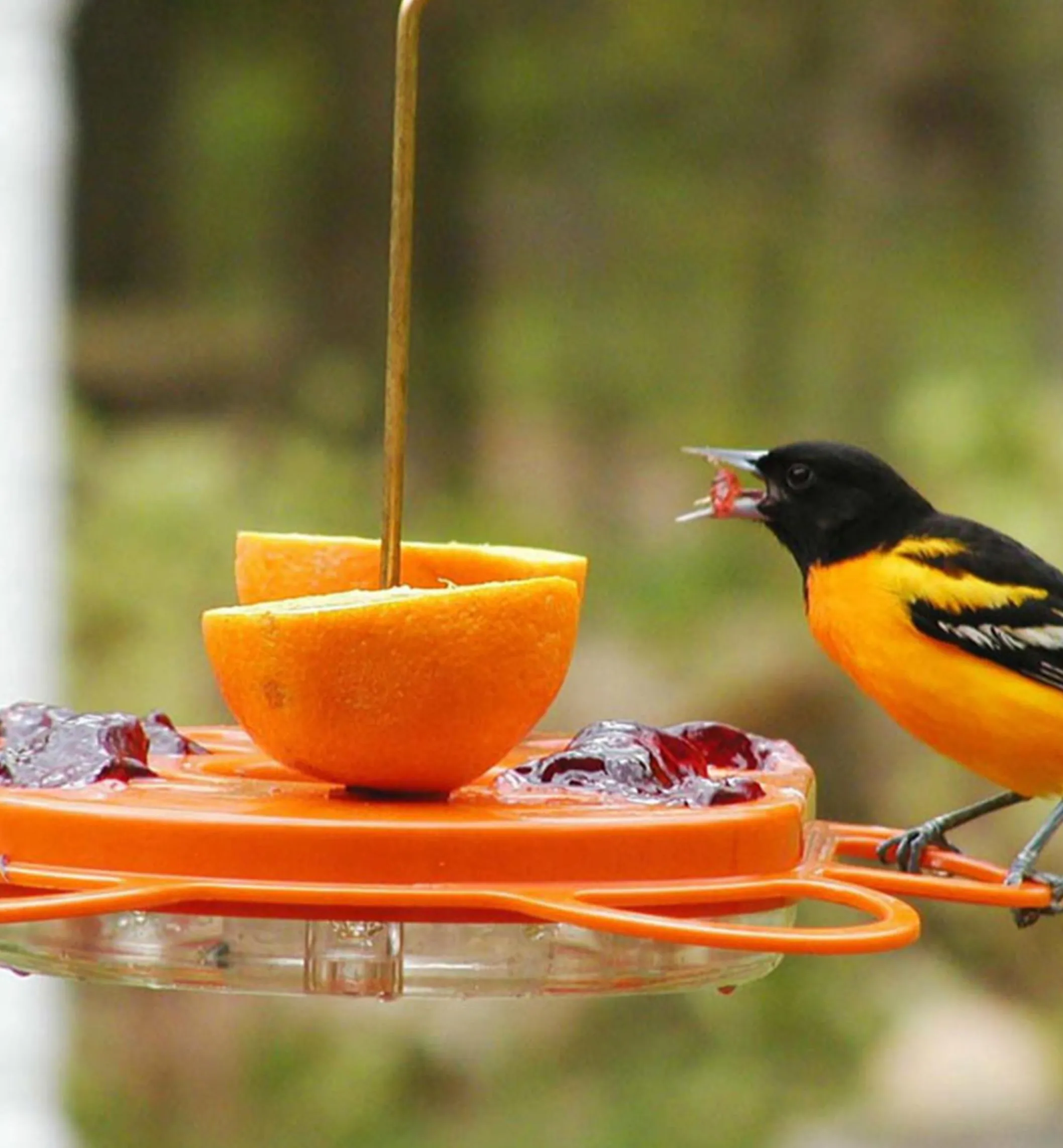 Oriole Bird Feeder