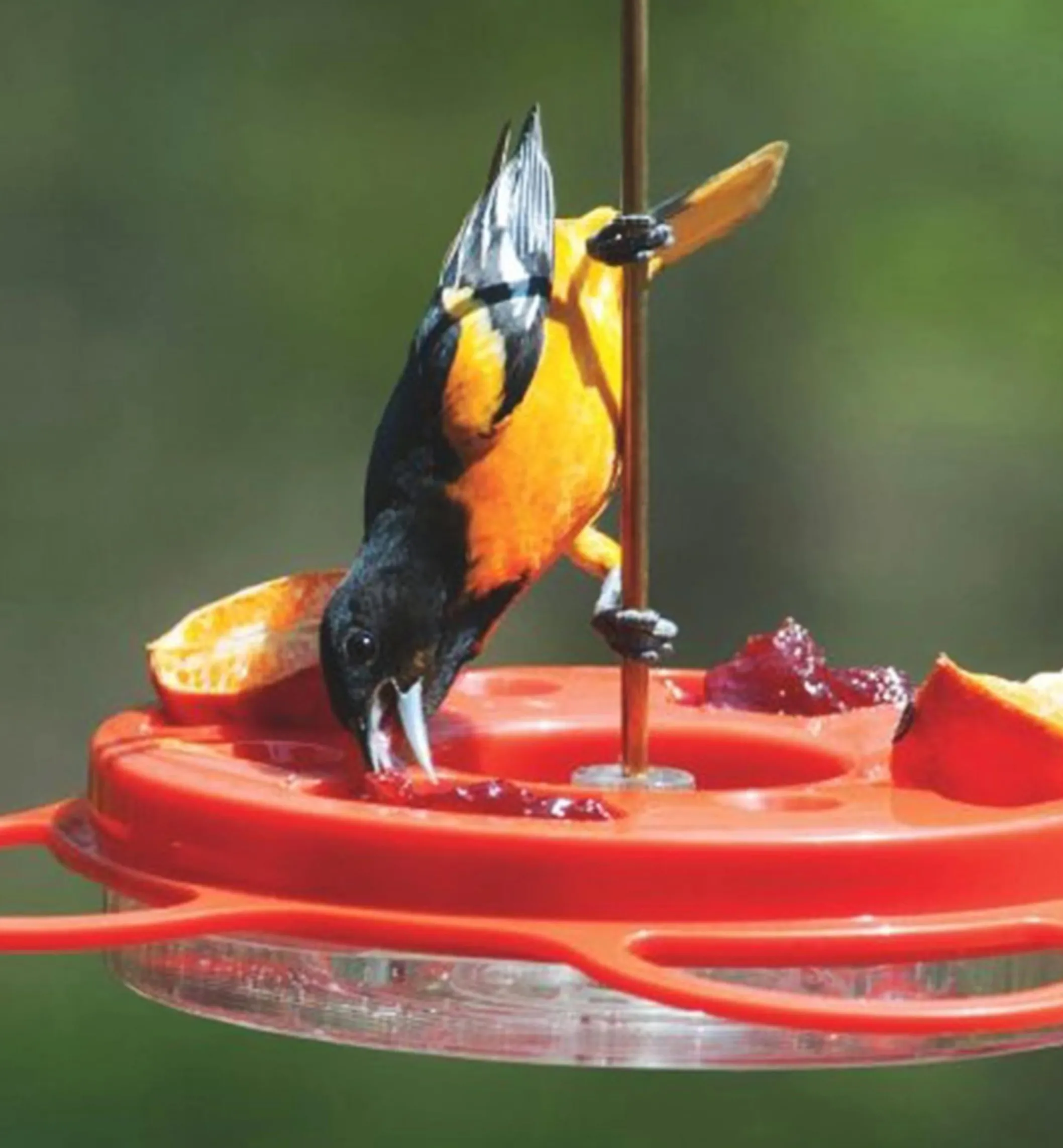Oriole Bird Feeder