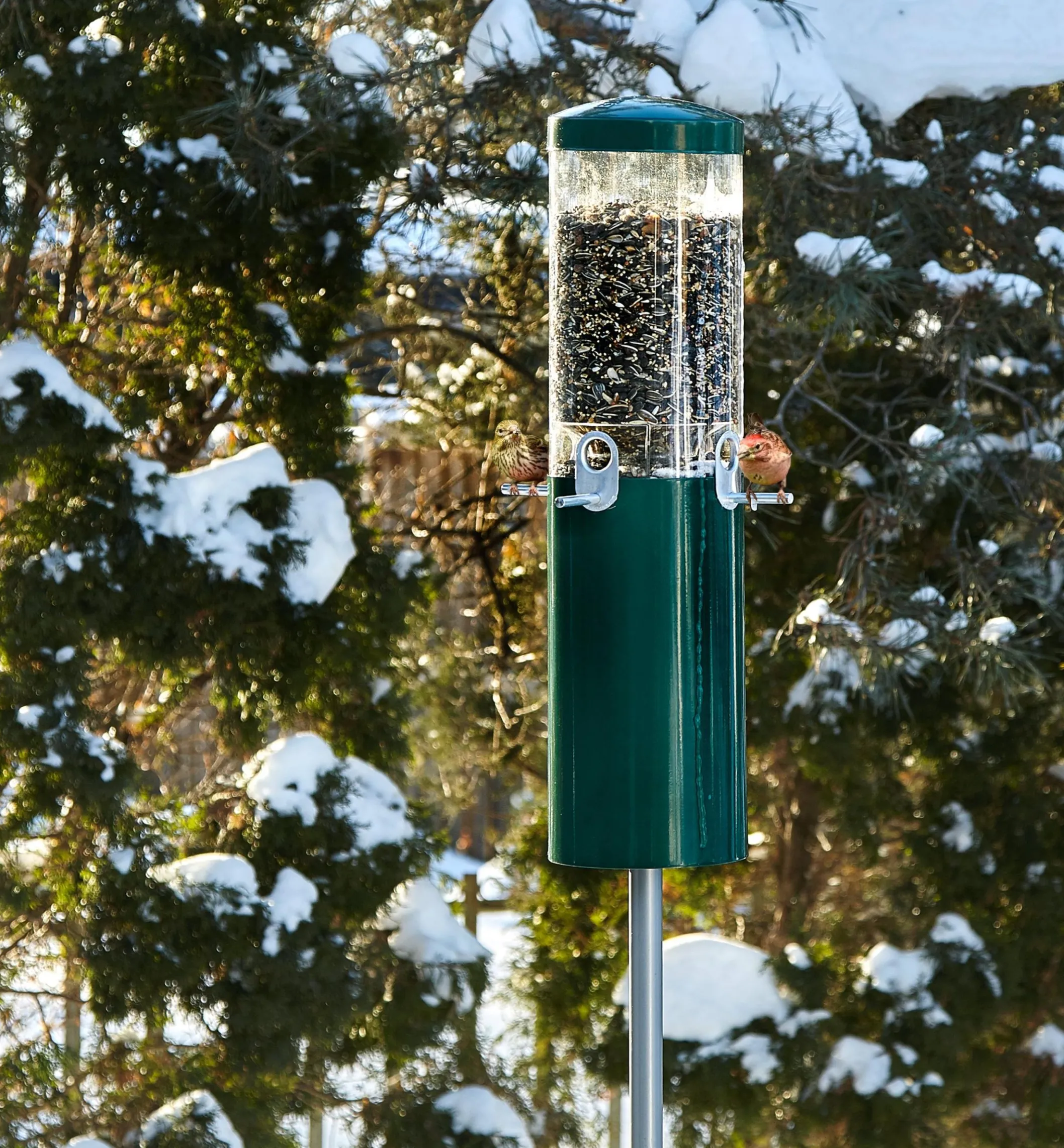Pole-Mounted Squirrel-Proof Bird Feeder