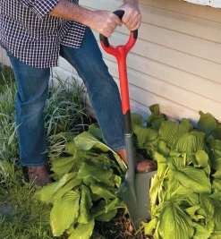 Radius Root-Cutter Transplant Spade