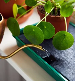 Self-Watering Windowsill Tray
