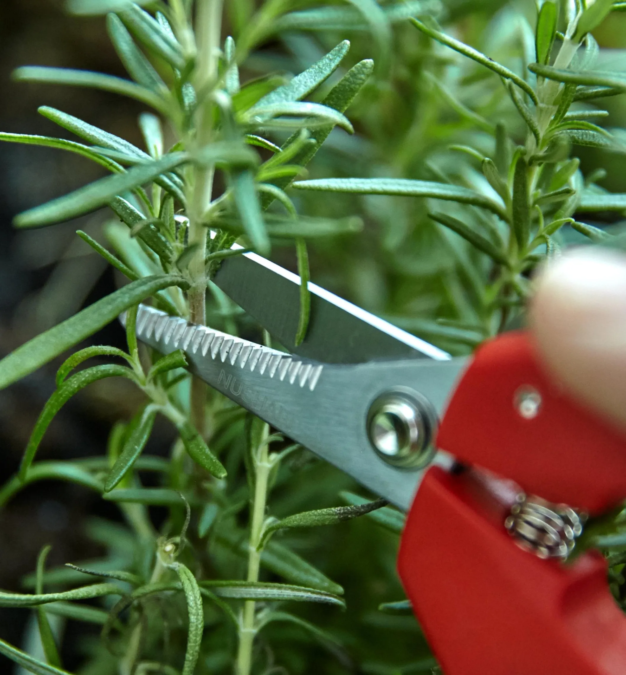 Set Of 2 Multi-Purpose Mini Shears