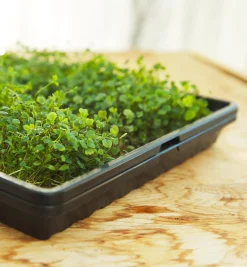 Shallow Seeding Tray Set