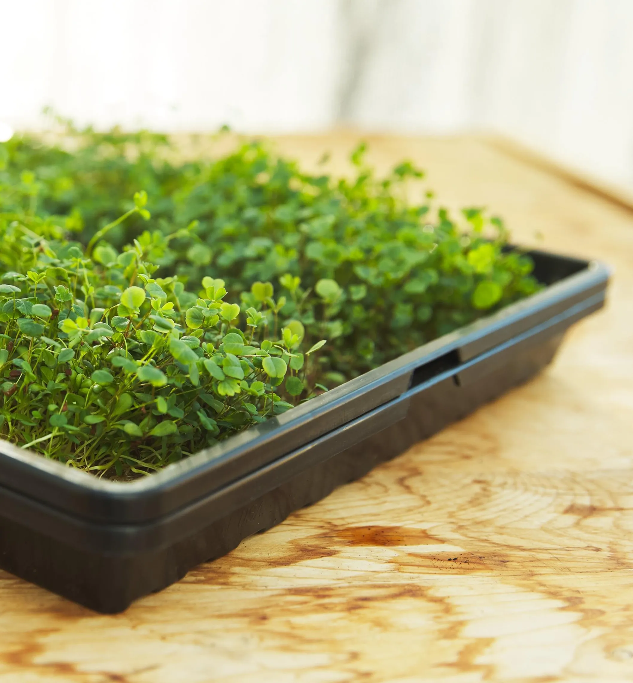 Shallow Seeding Tray Set