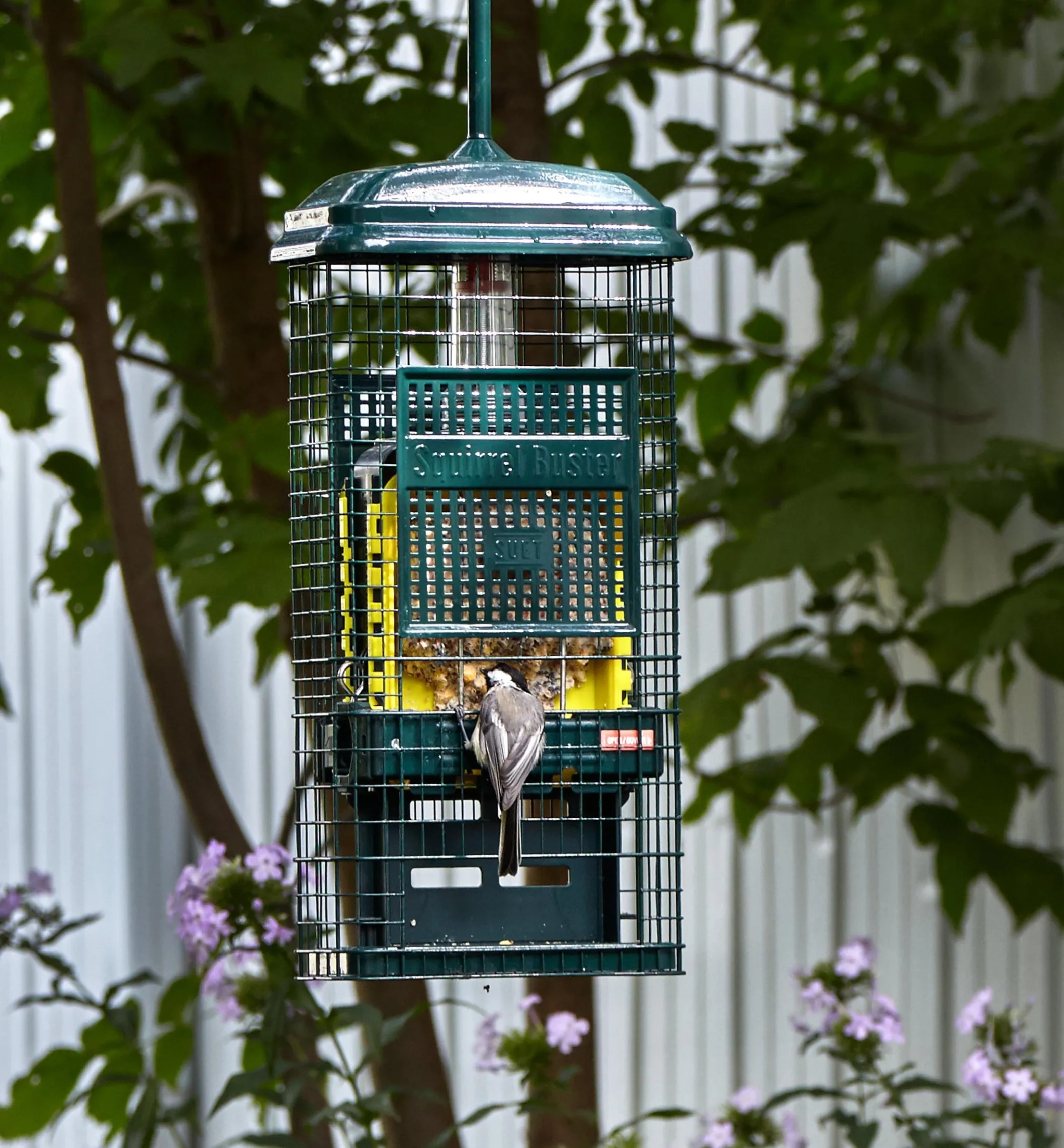 Squirrel Buster Suet Feeder