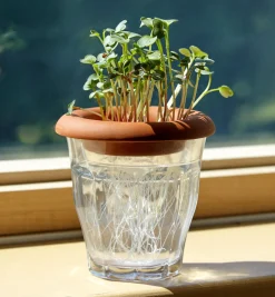 Terra Cotta Seed Sprouters