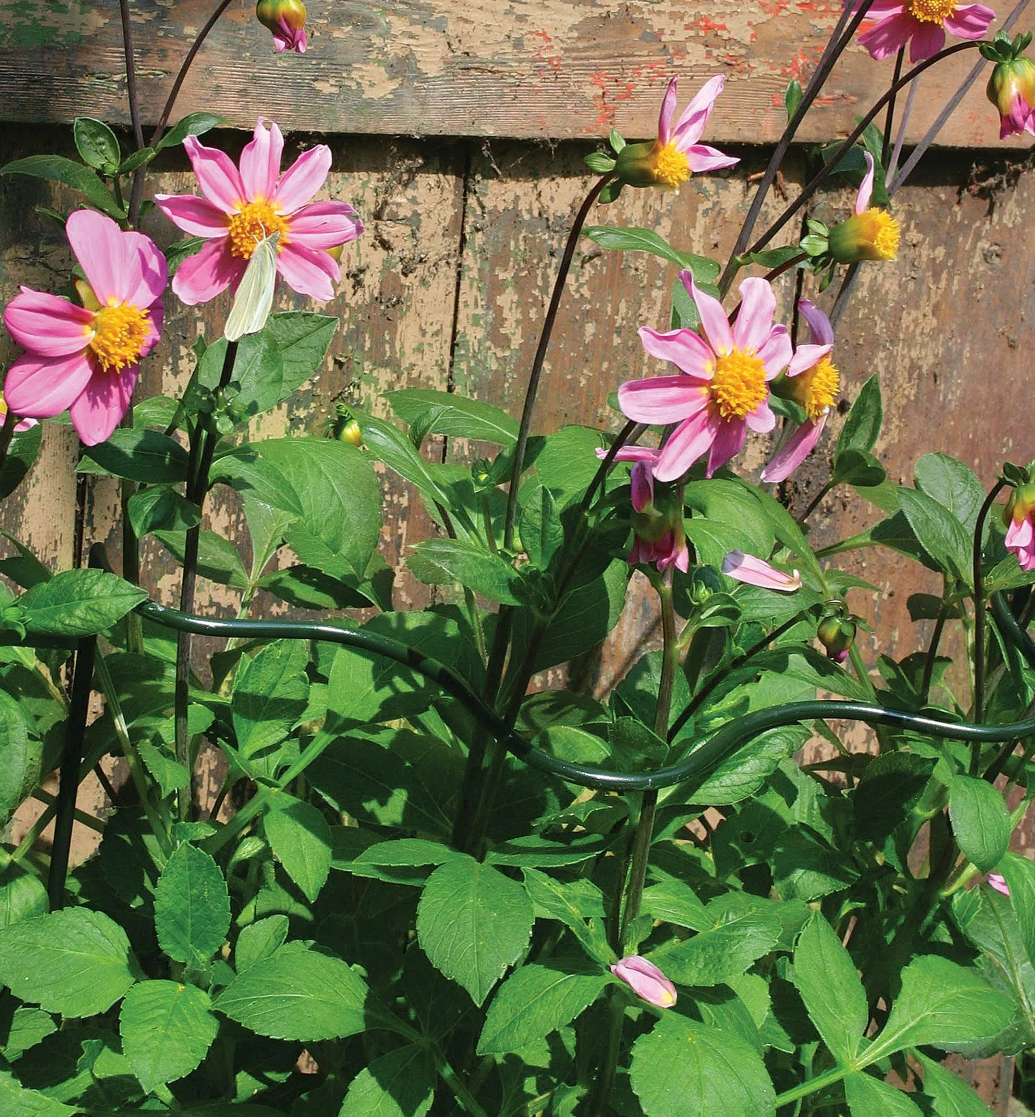 Wavy Half-Circle Support