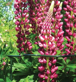 Wavy Half-Circle Support