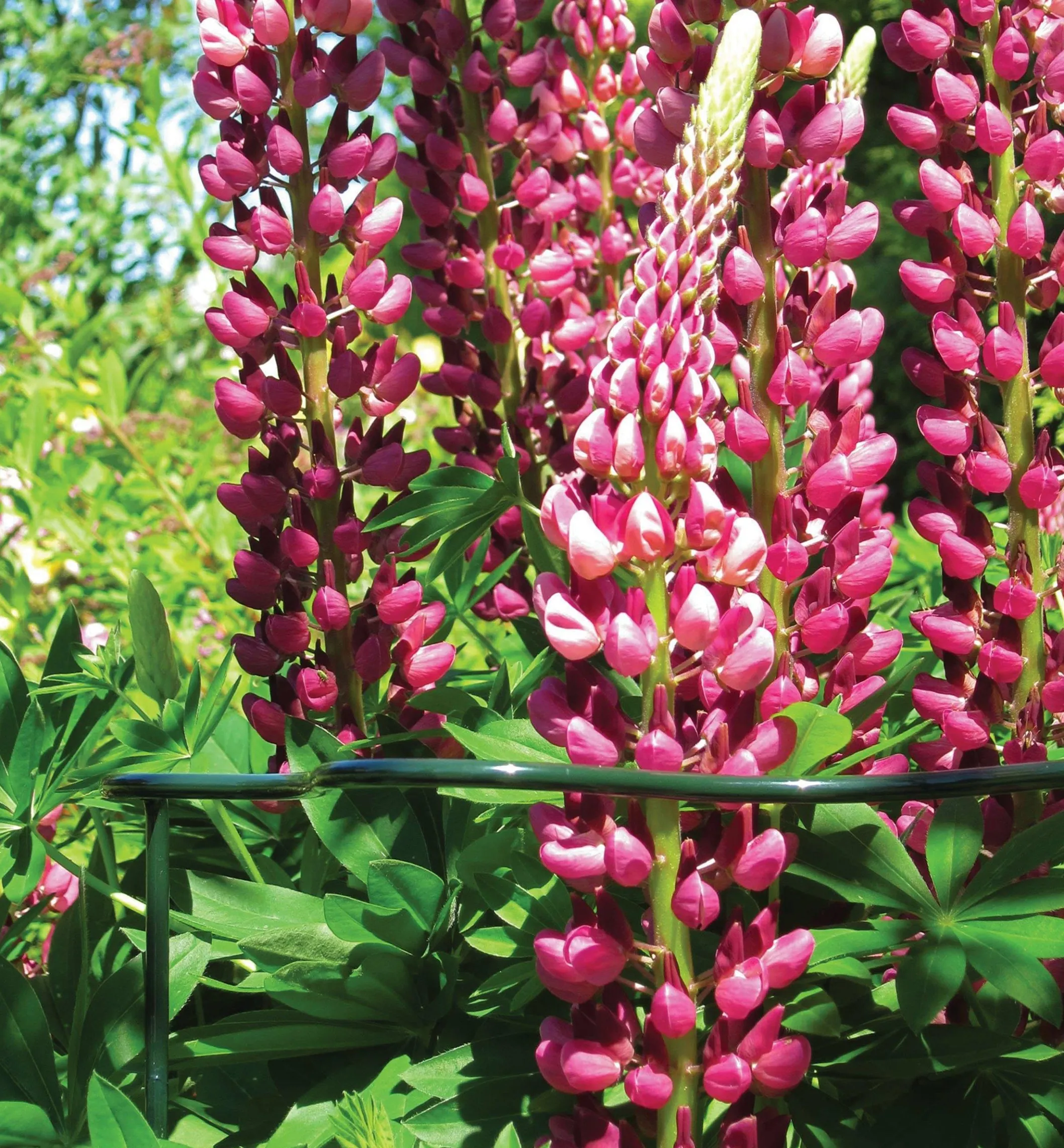 Wavy Half-Circle Support